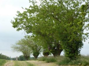 Paysages fiacois
